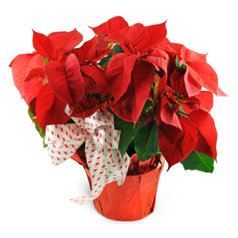 MEDIUM POINSETTIA
