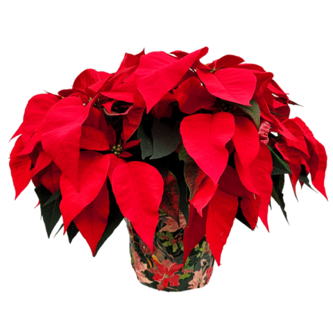LARGE POINSETTIA