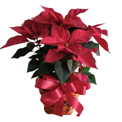 SMALL POINSETTIA