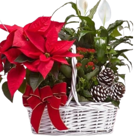 Christmas Plant Basket