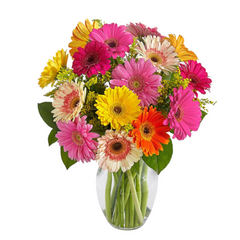 Gerberas