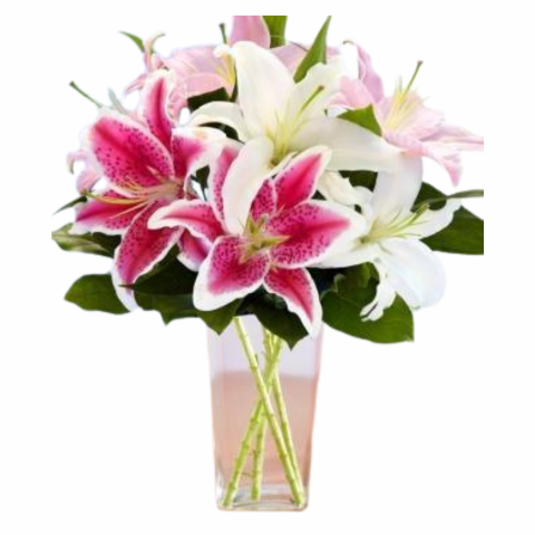 Oriental Lilies